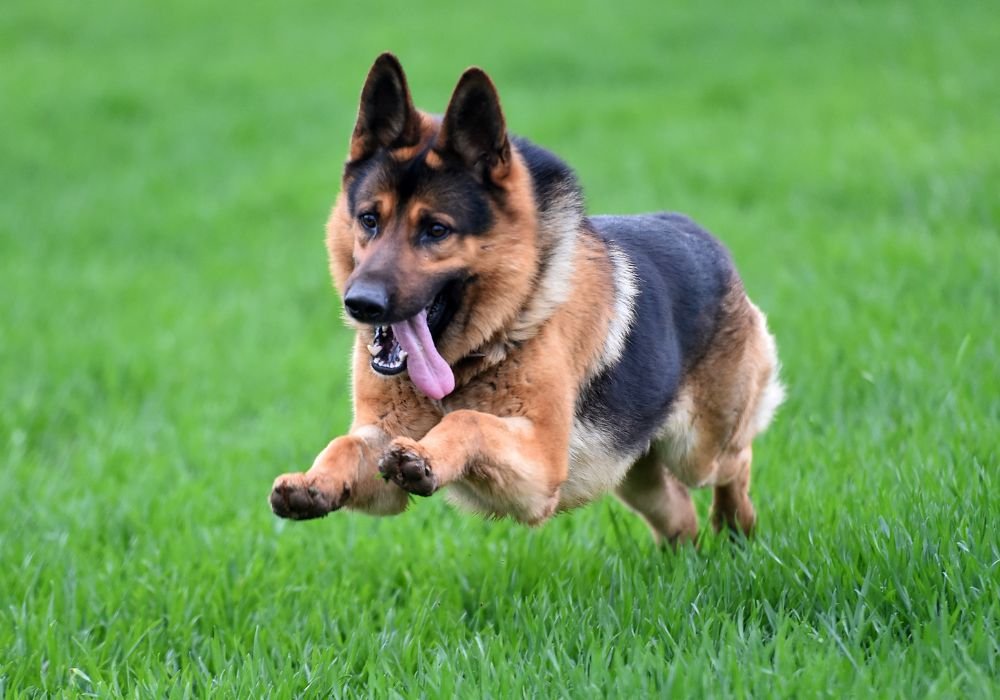 Monitor your dog's weight and energy levels regularly to adjust portions as needed of German sheperd